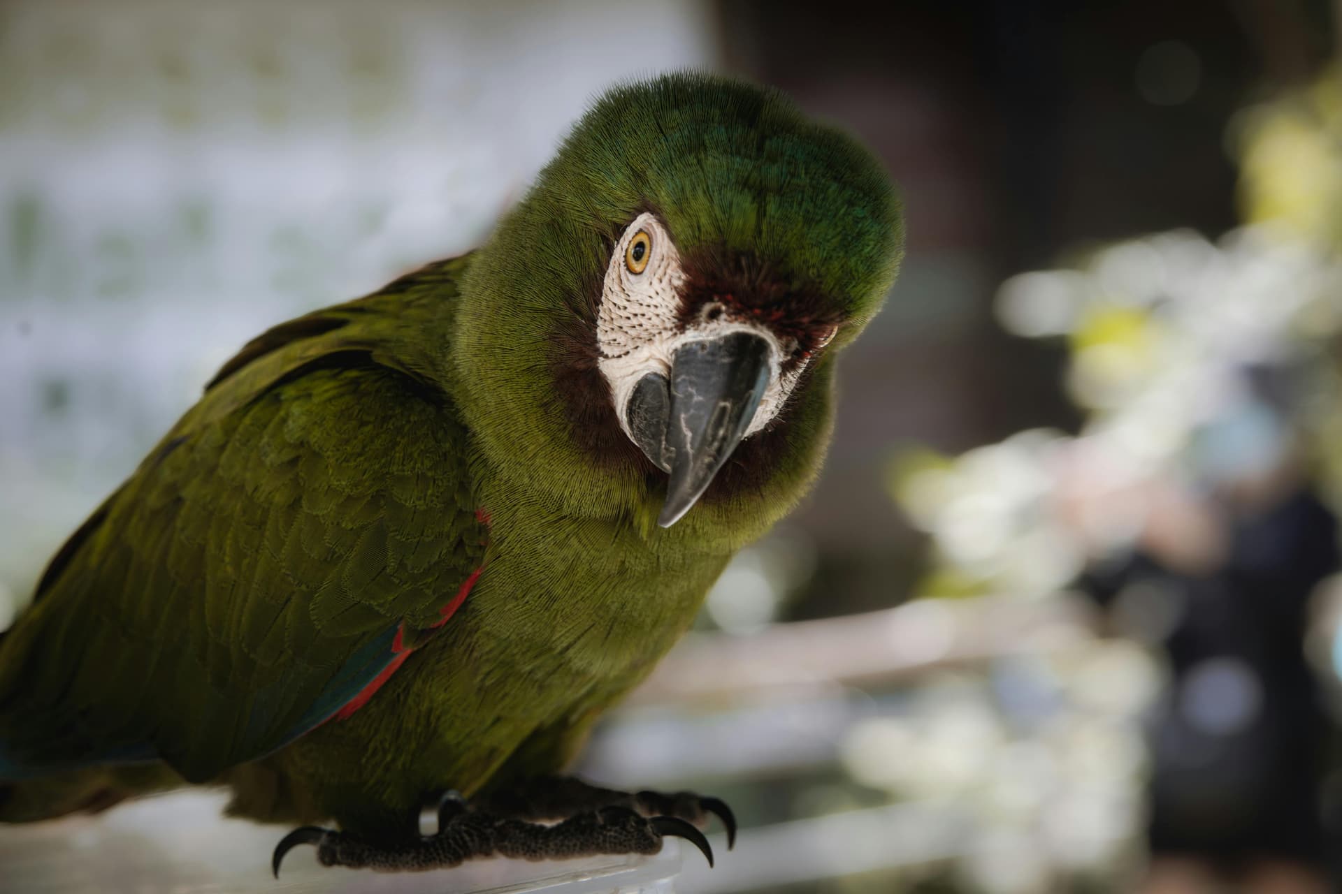Chestnut
Macaw