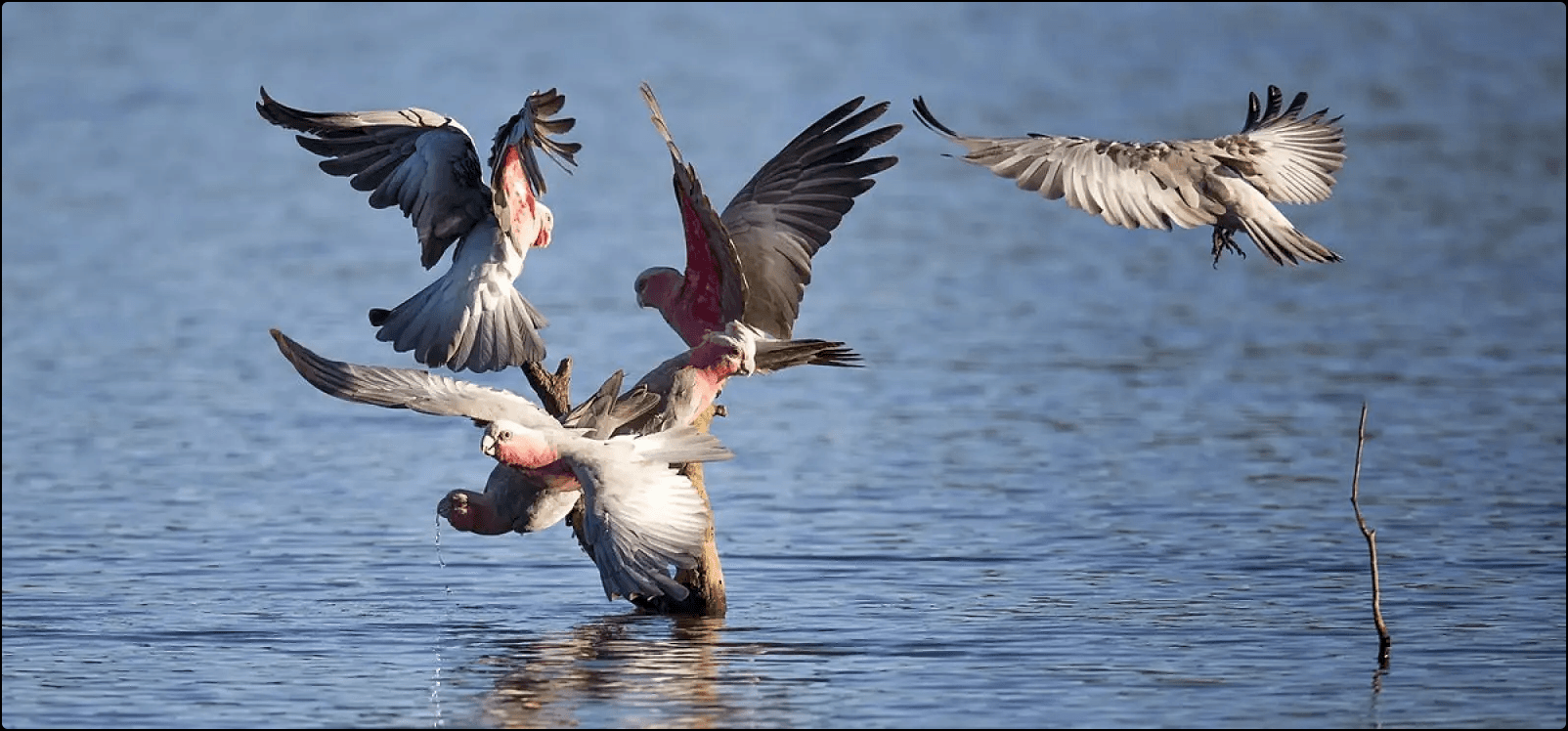 A galah drinking water