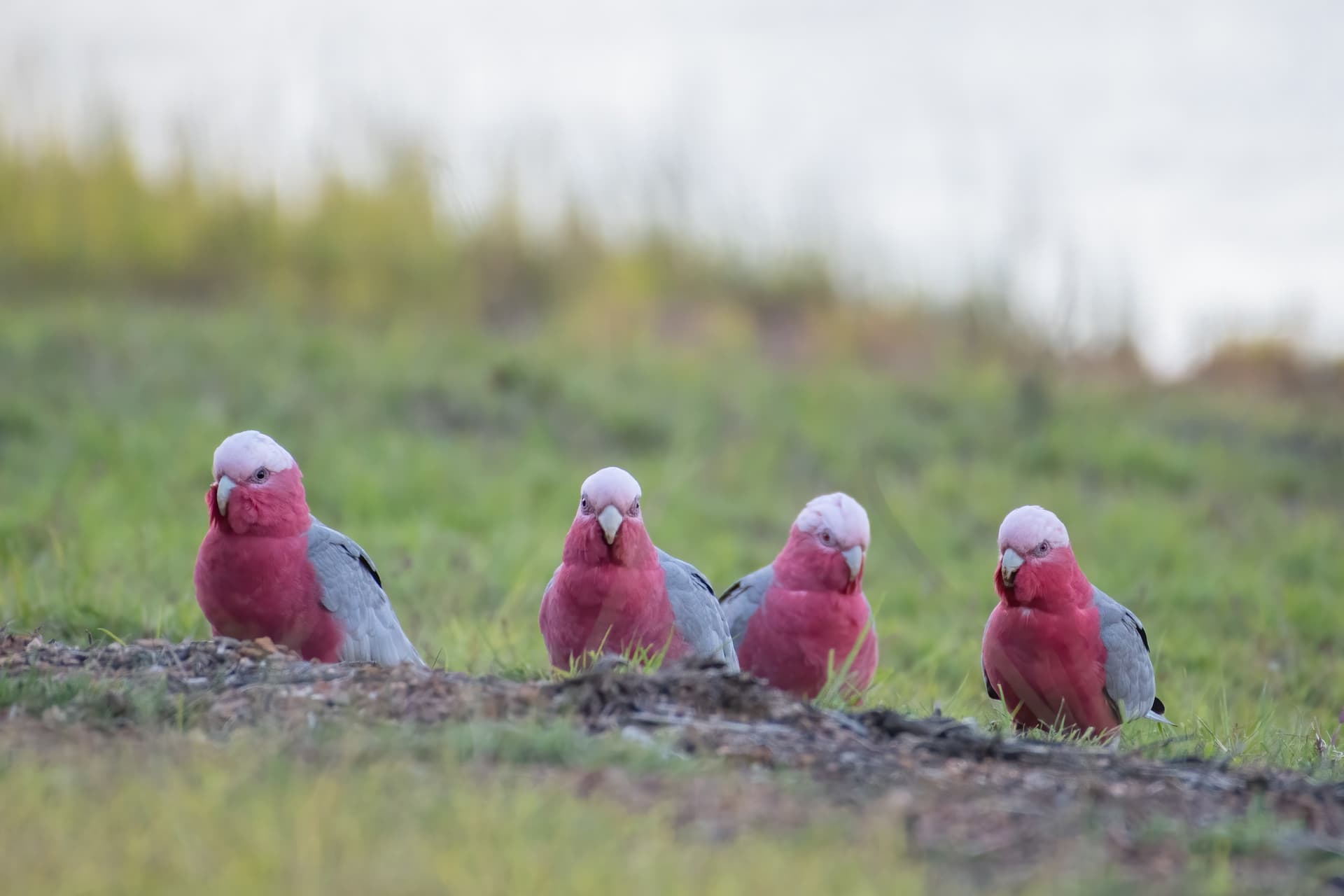 A flock of galahs looking for food