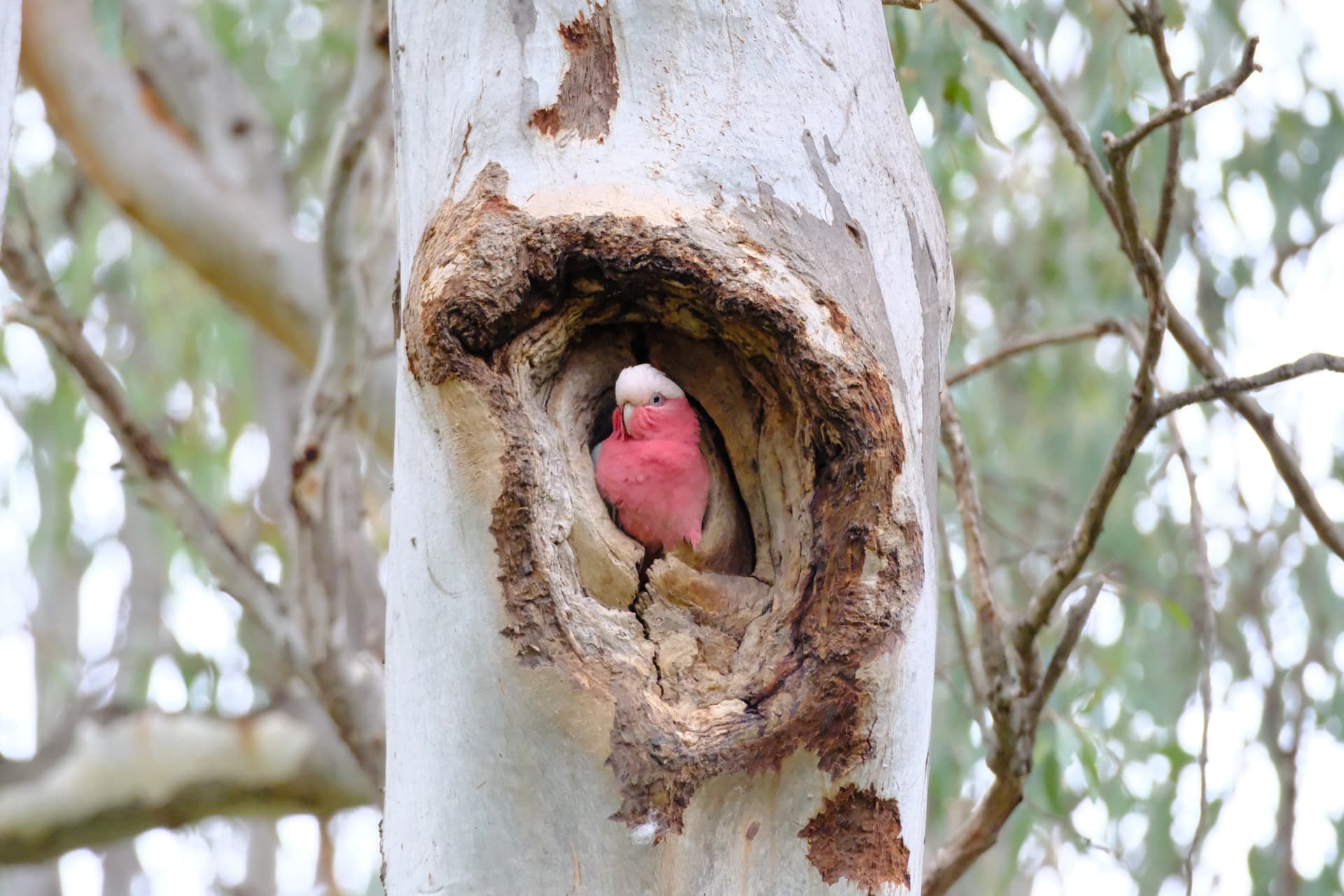 A galah guarding its nest