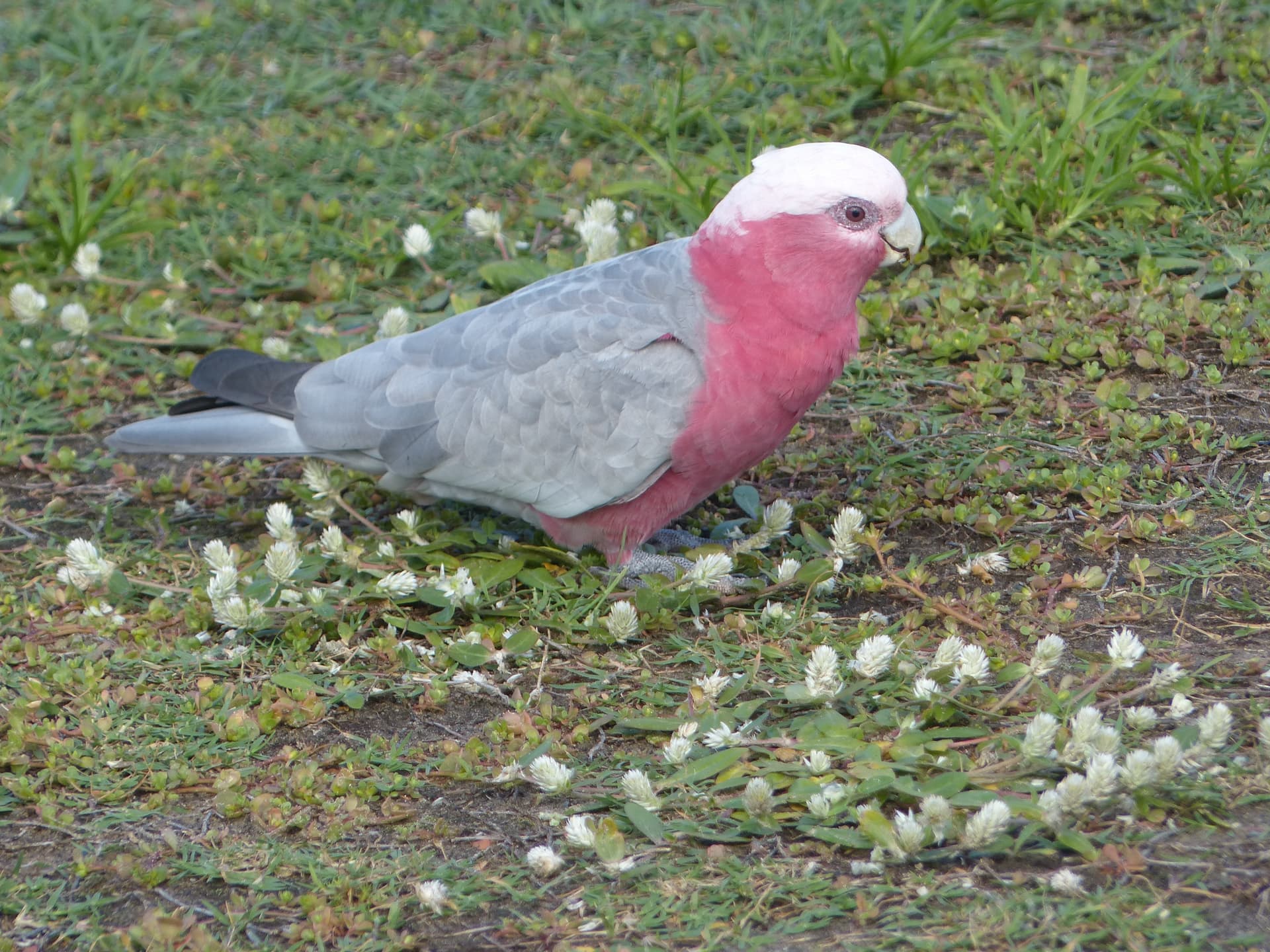 A galah on the ground