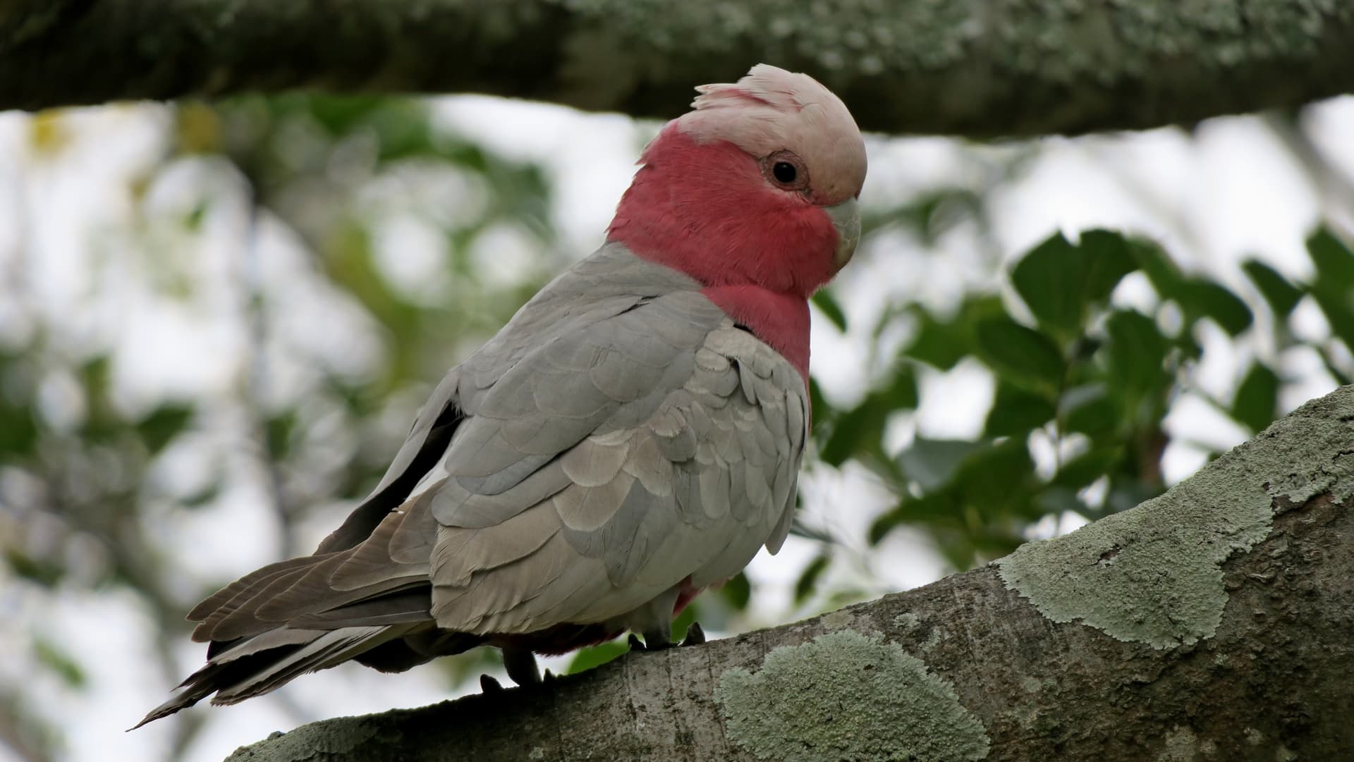 A galah in a tree