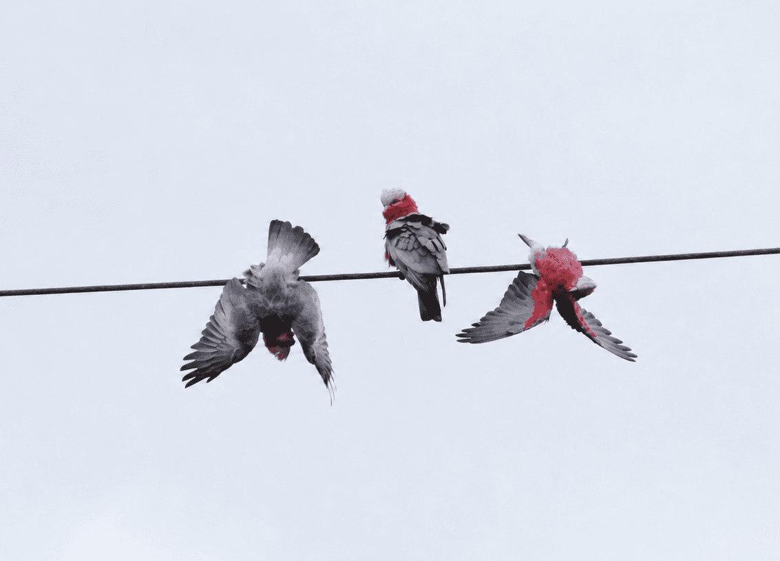 A galah that loves hanging upside down