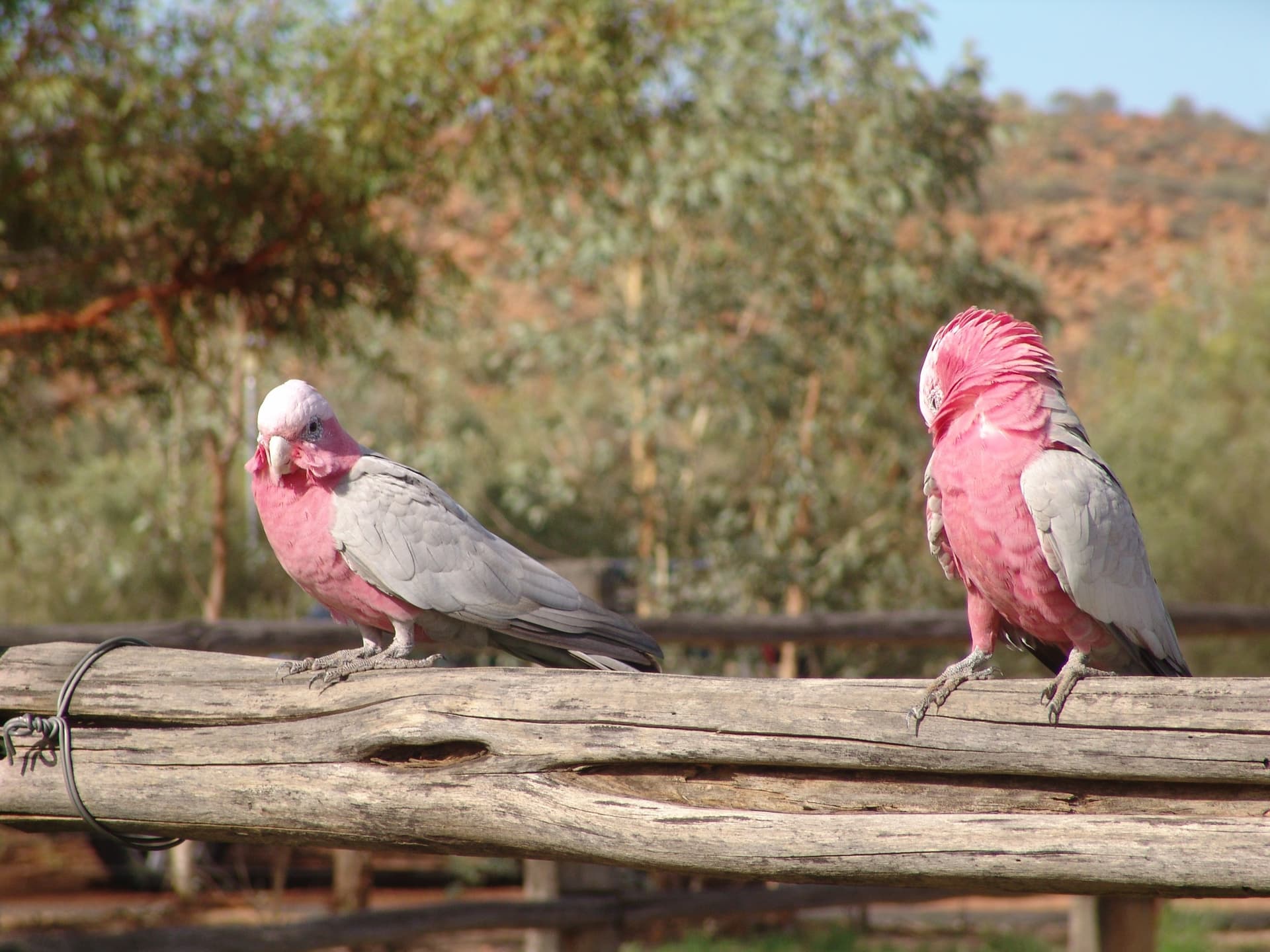 Galahs