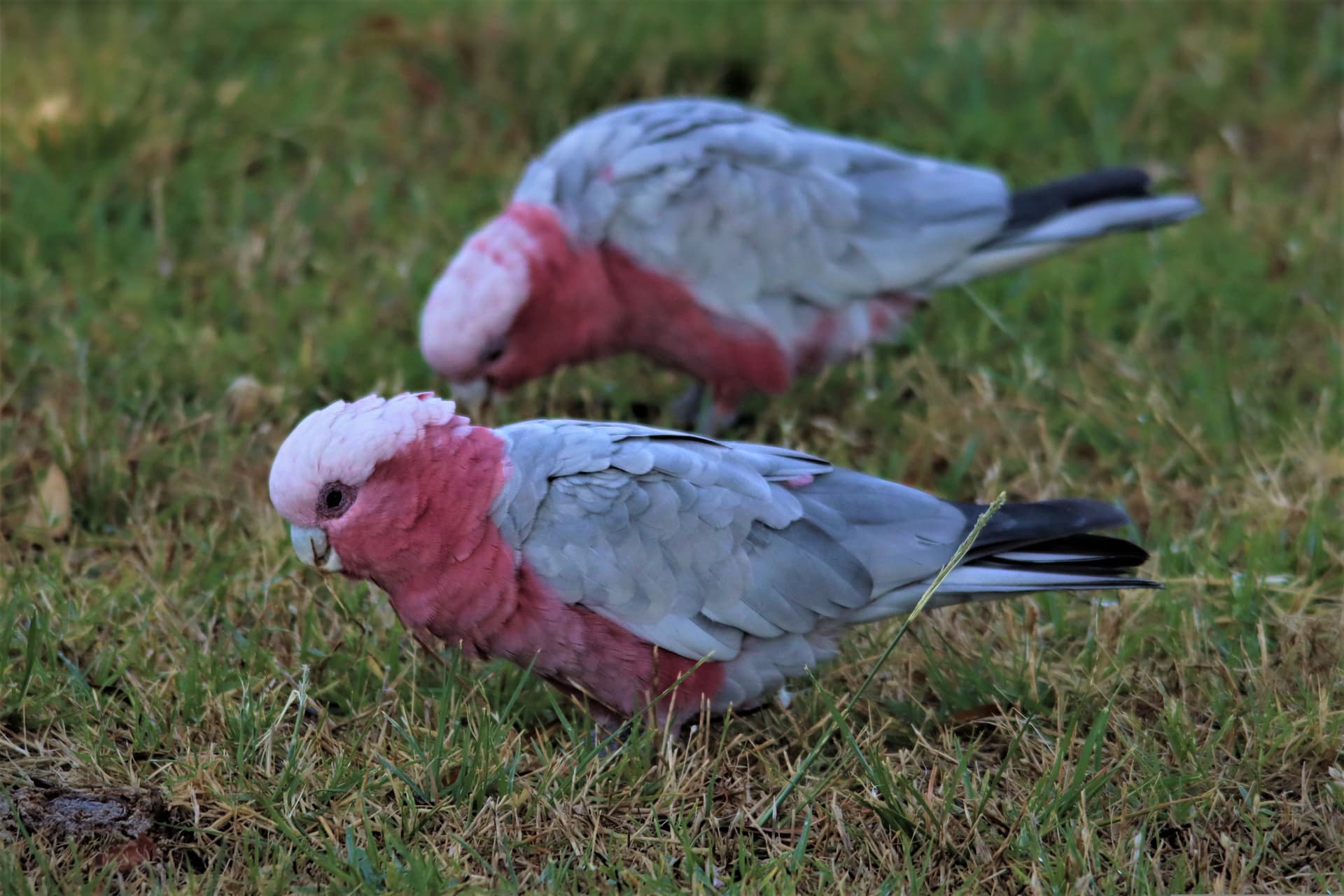 Galahs foraging in the wild