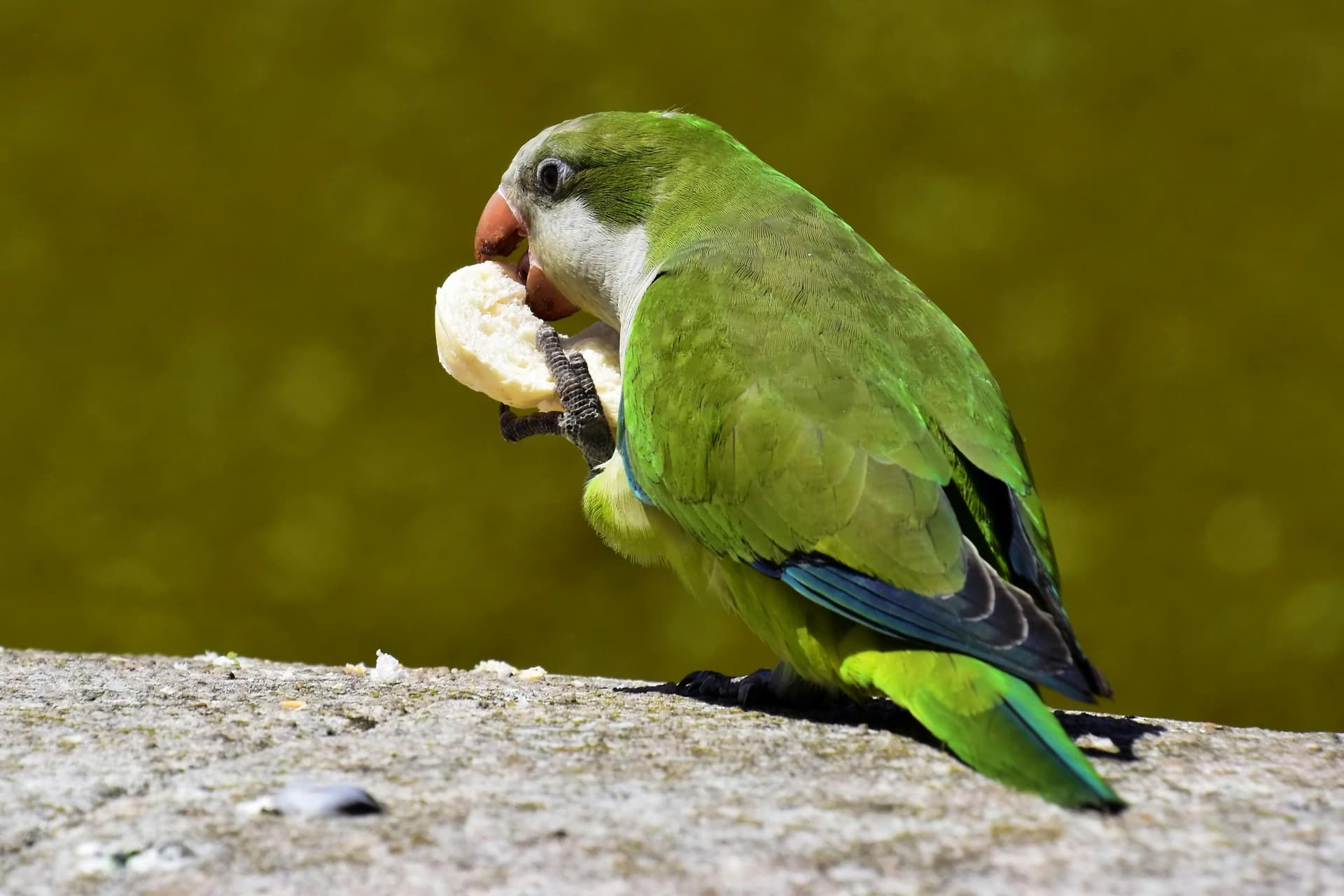 Parrot with a foraging toy