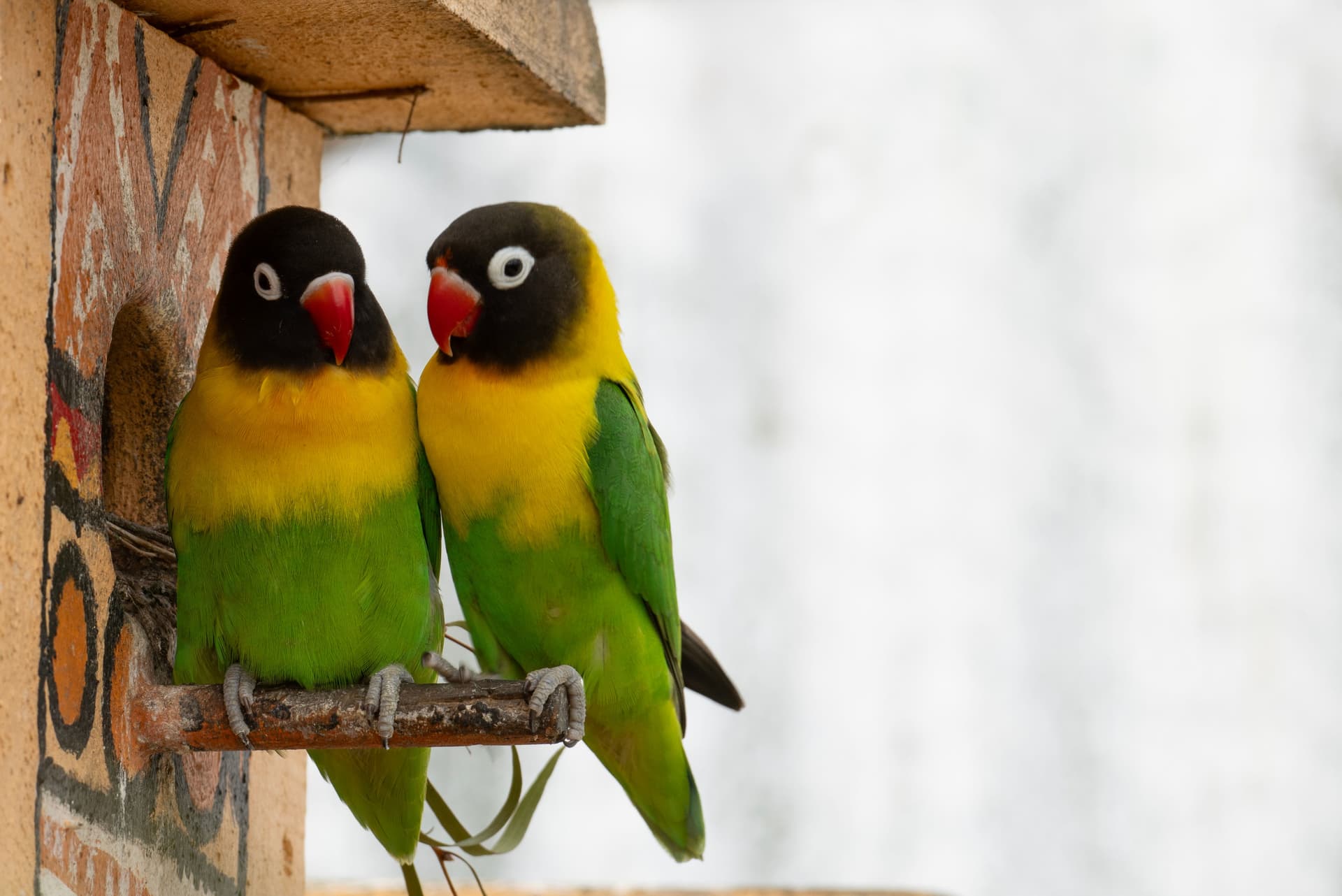 Lovebirds