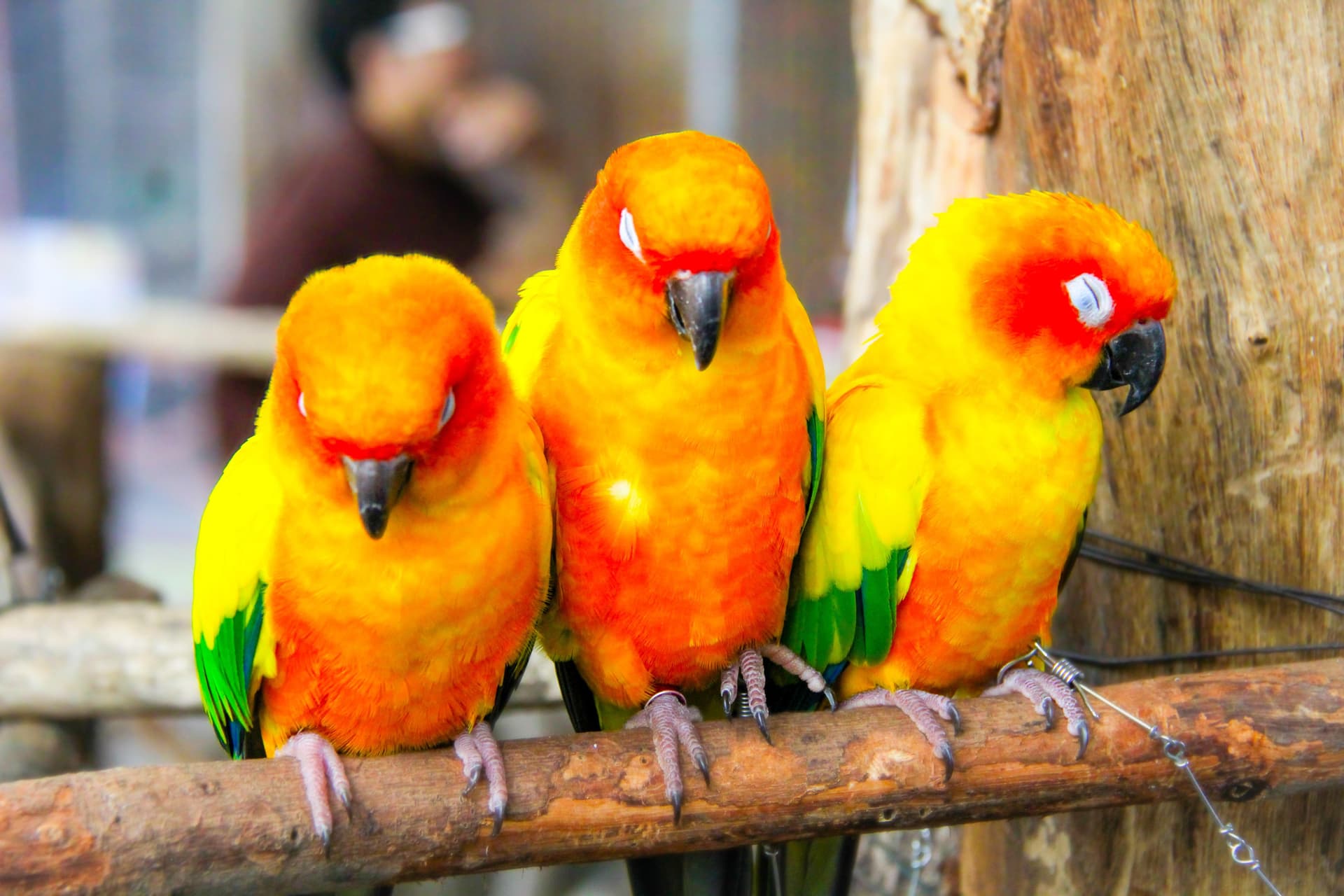 Sun conures