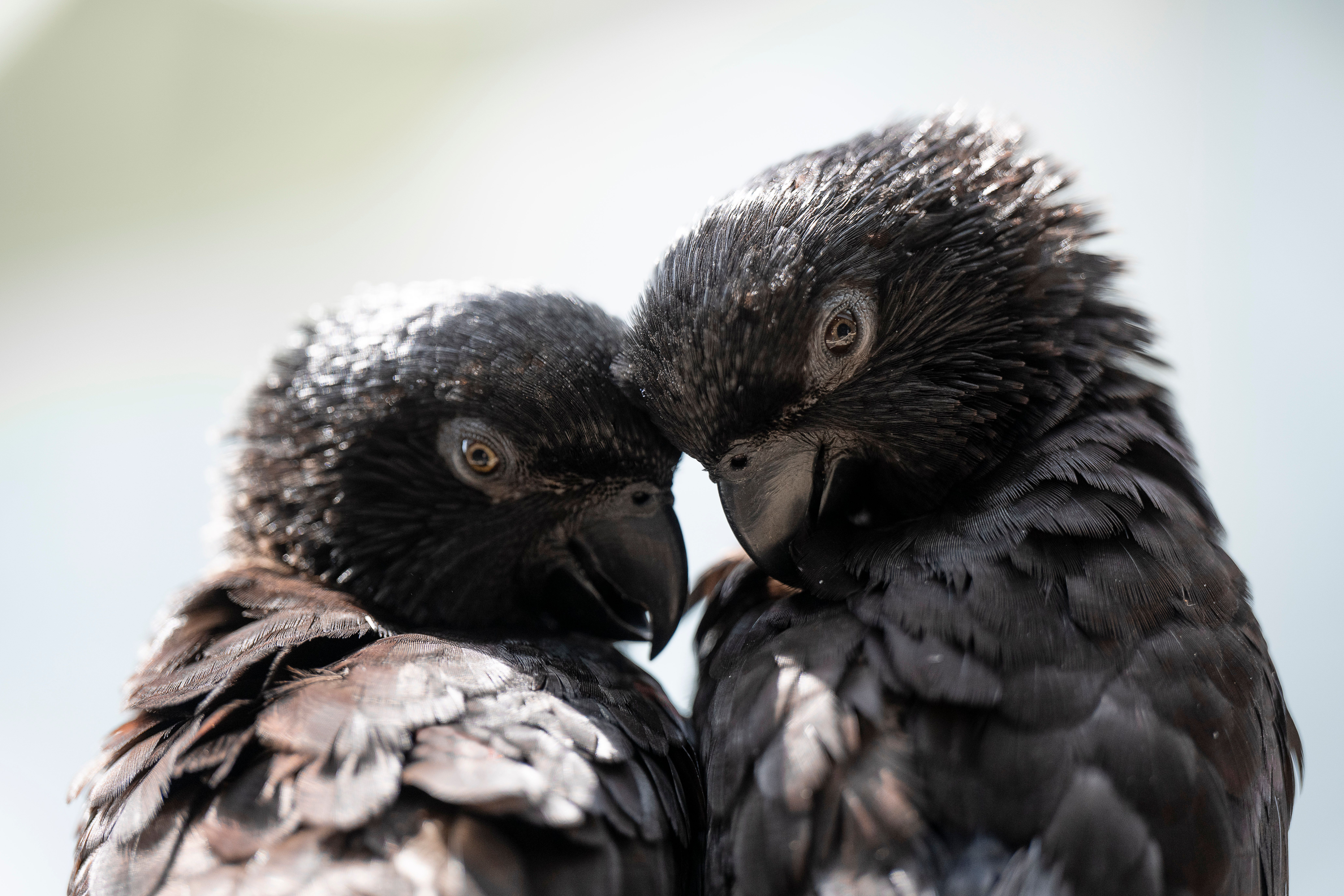 Black lory parrots