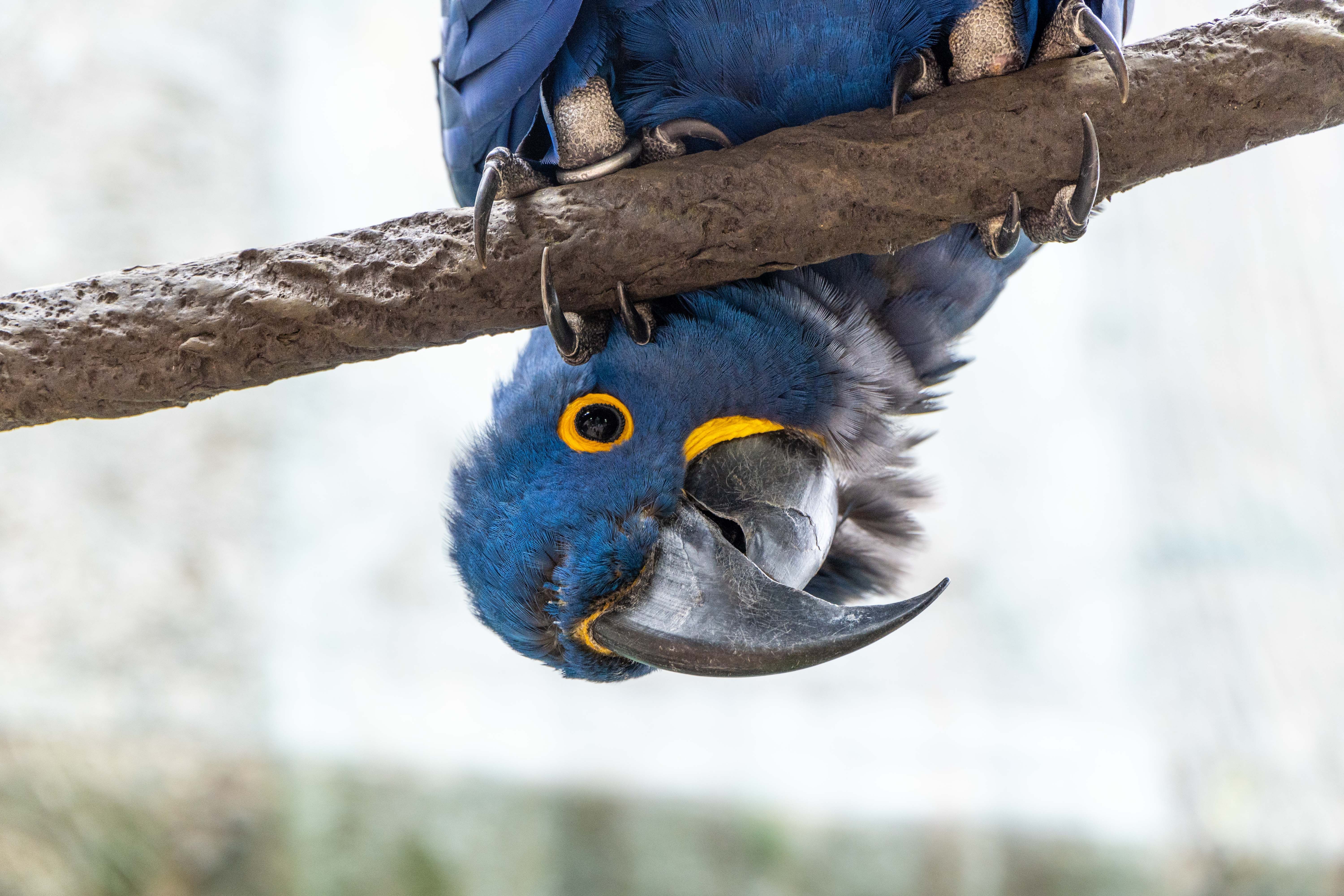 Hyacinth macaw