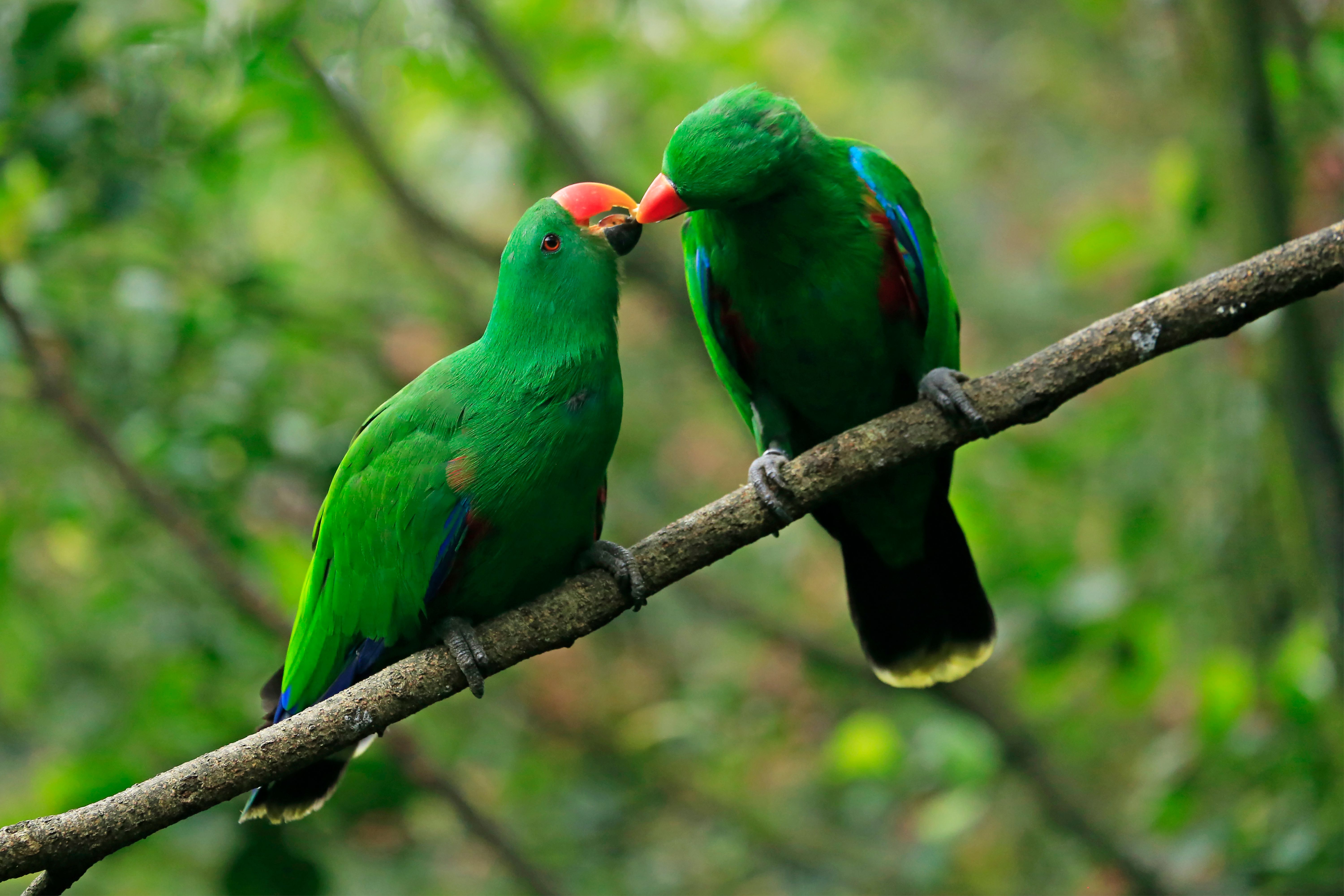 Male eclectus parrots
