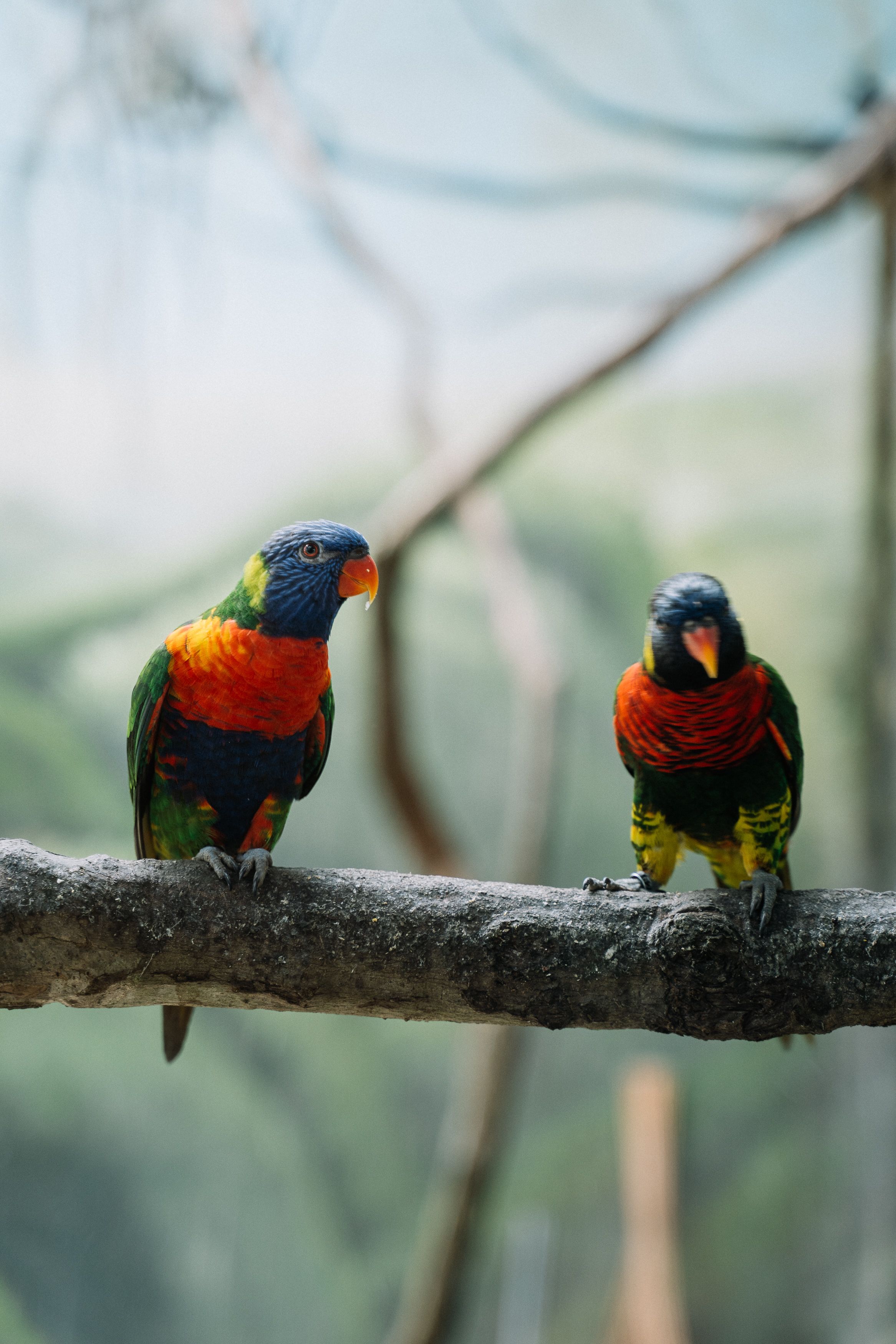 Rainbow lorikeets