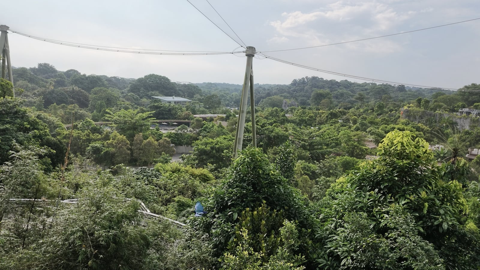 A sweeping view of dense trees beneath the tall supports of a Bird Paradise aviary