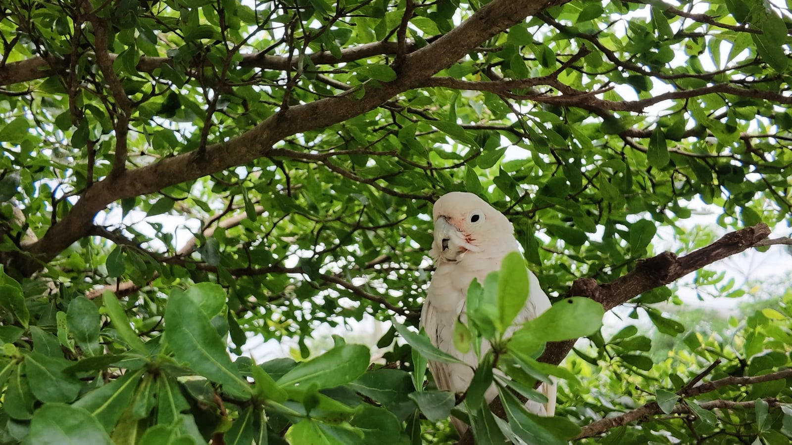 A white bird perched on a branch, partly concealed by dense green leaves
