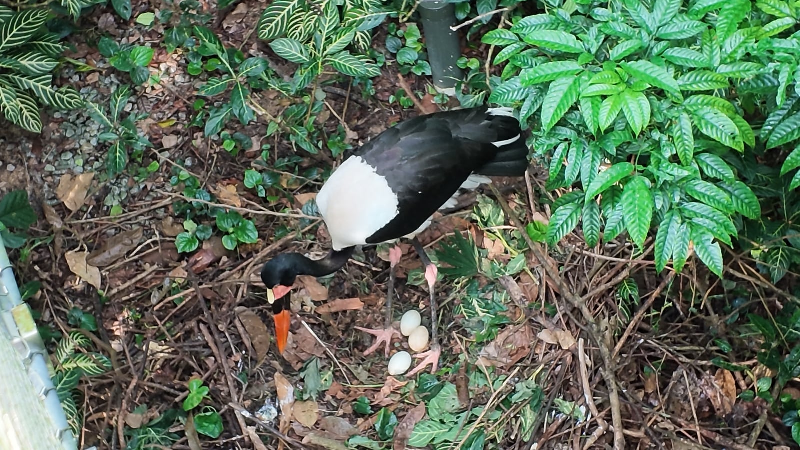 A bird standing beside three eggs on the ground among leaves and plants