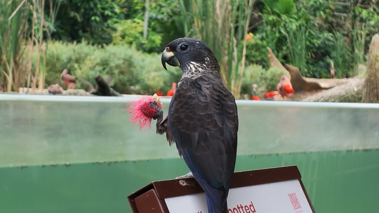 A parrot holding food in its foot