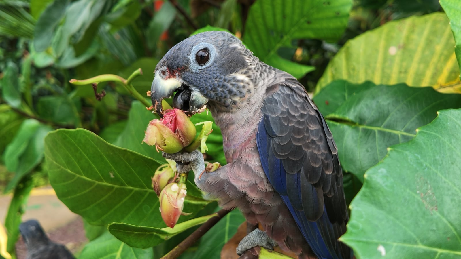 A close view of a parrot eating food held in its foot among leaves