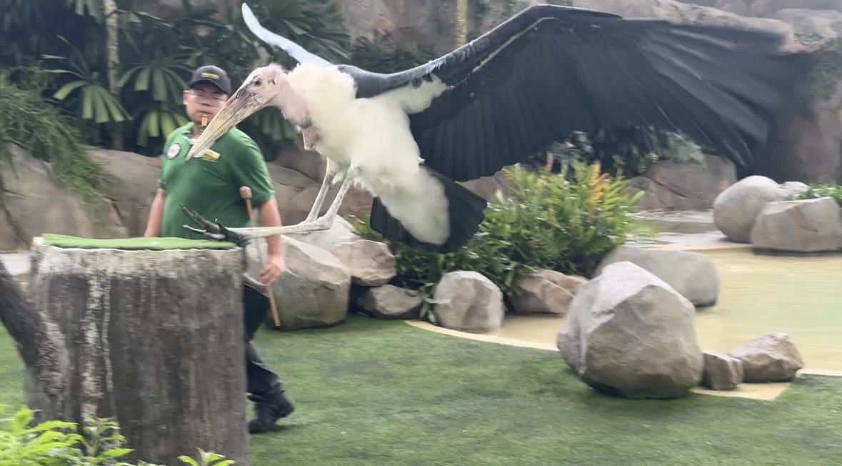 A bird spreading its large wings during a show