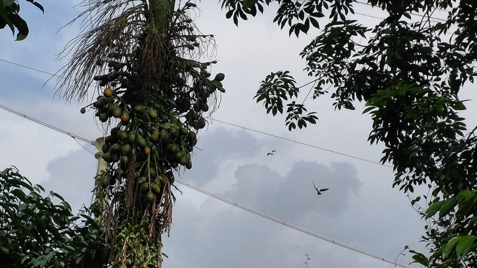 Birds flying high overhead, seen between leafy branches and a fruit-bearing tree