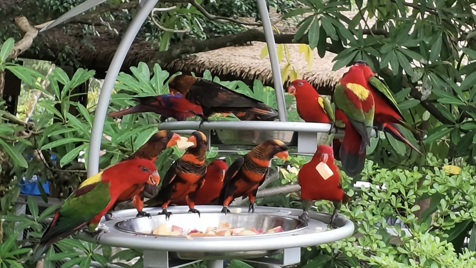Two parrots holding the same piece of food among birds gathered at a feeding station