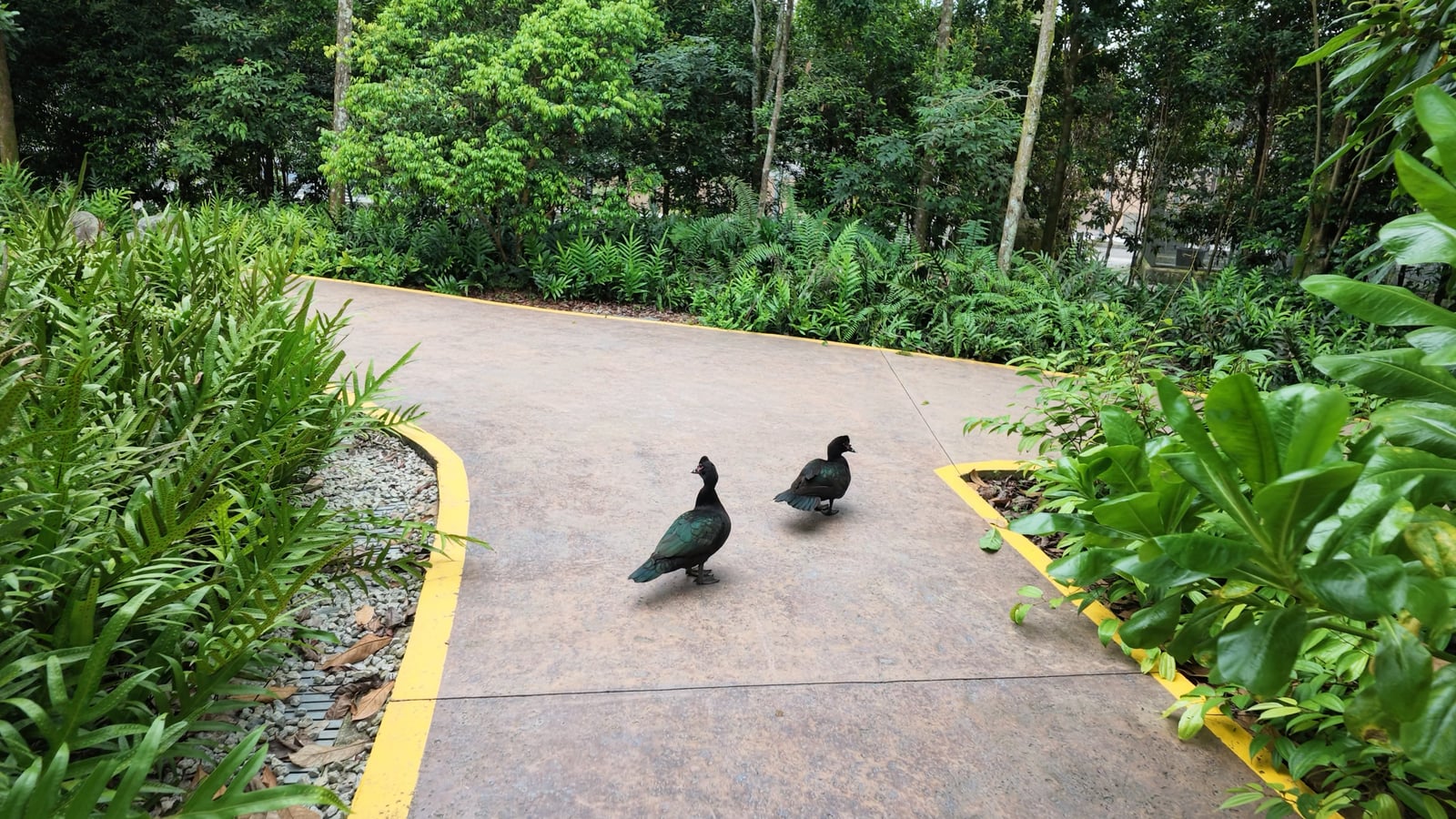 Two birds walking along a visitor path surrounded by greenery