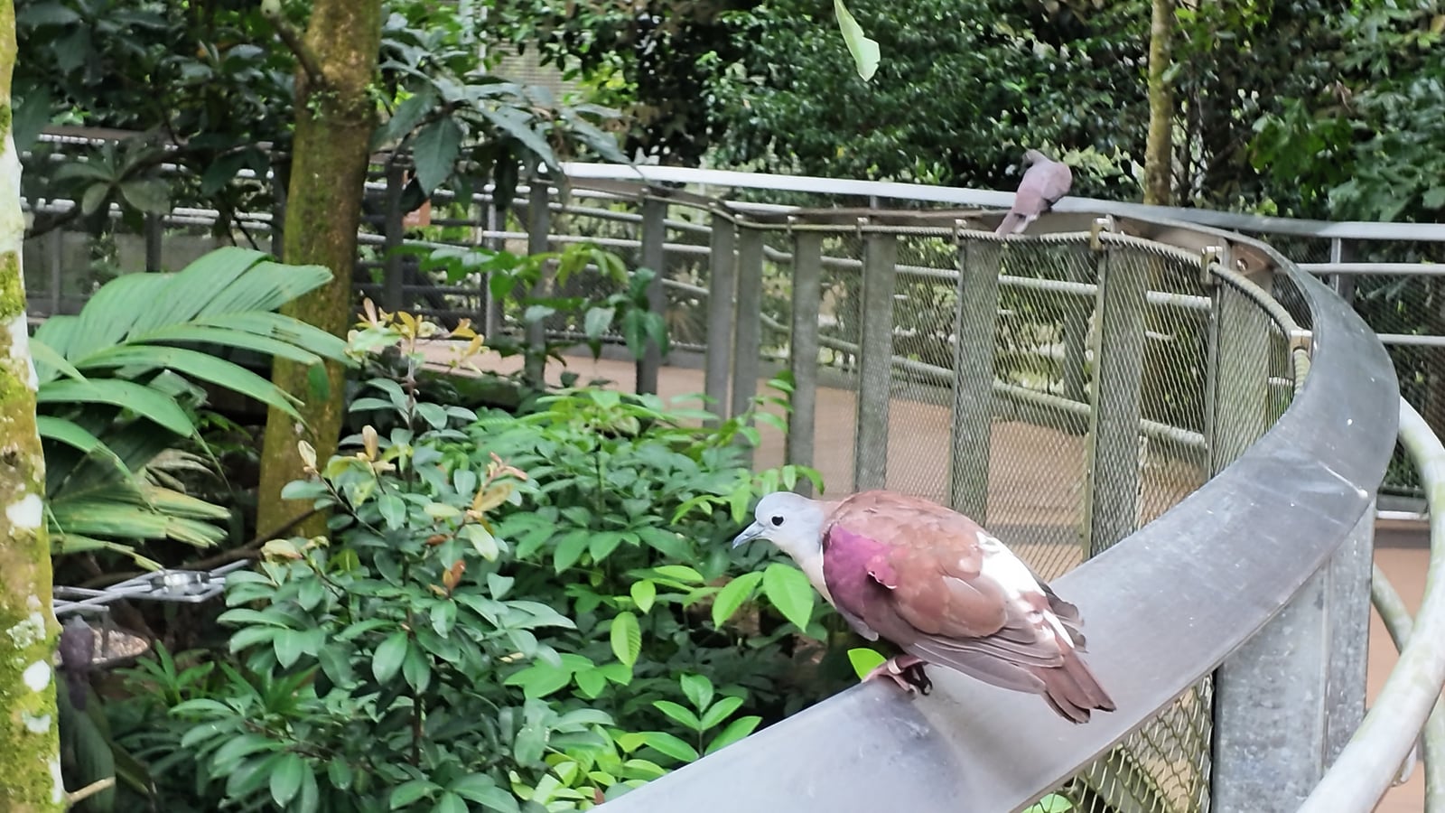 Birds perched close by on the railing along the visitor walkway