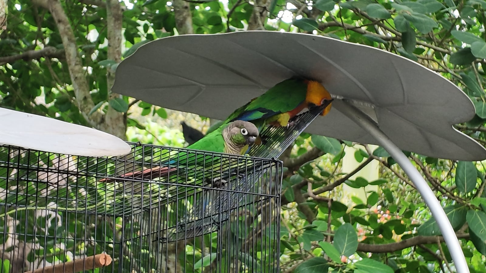 Parrots beneath a leaf-shaped artificial cover and on top of a cage