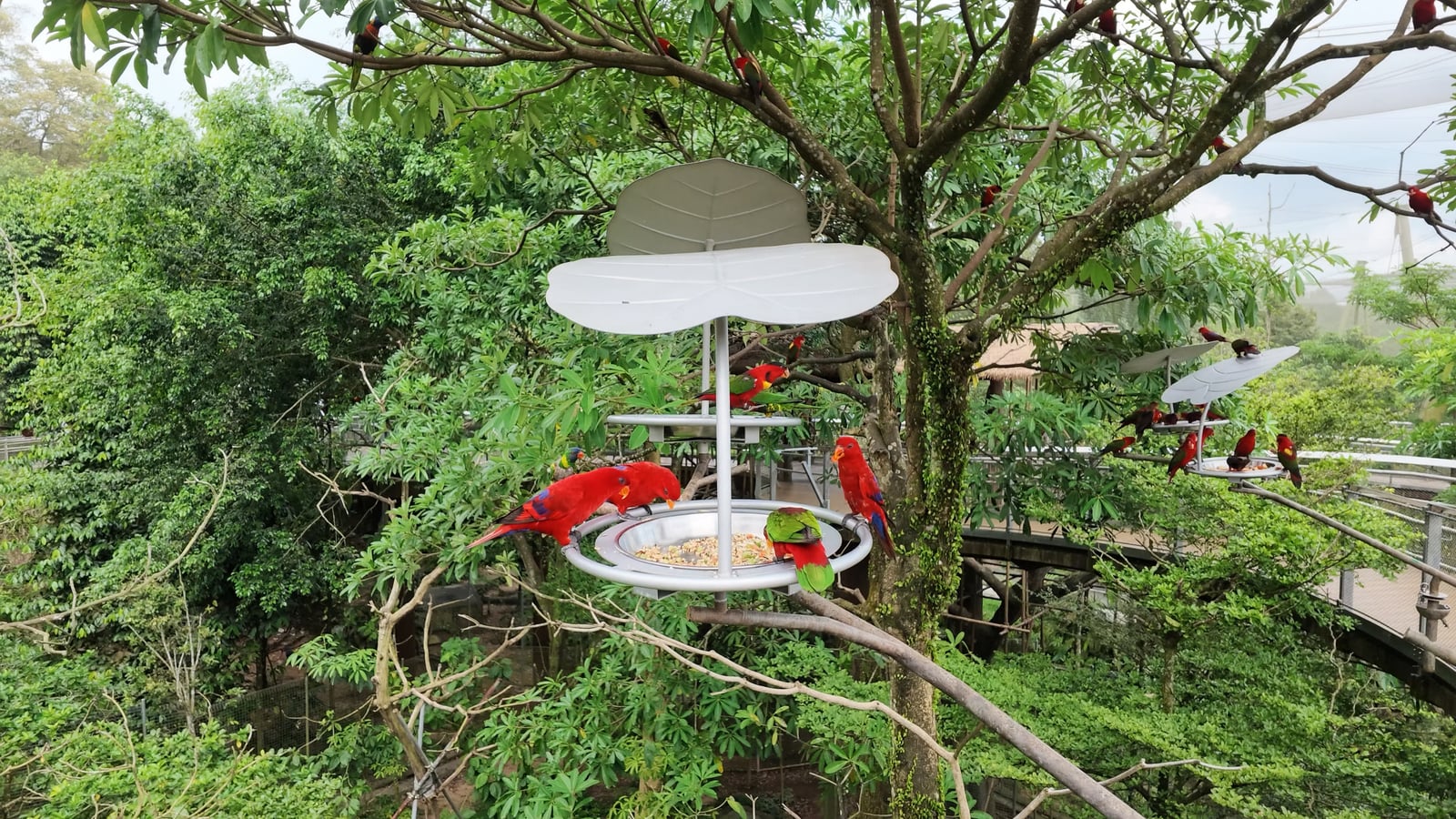 Birds gathered at feeding trays among branches, with an elevated visitor walkway behind them