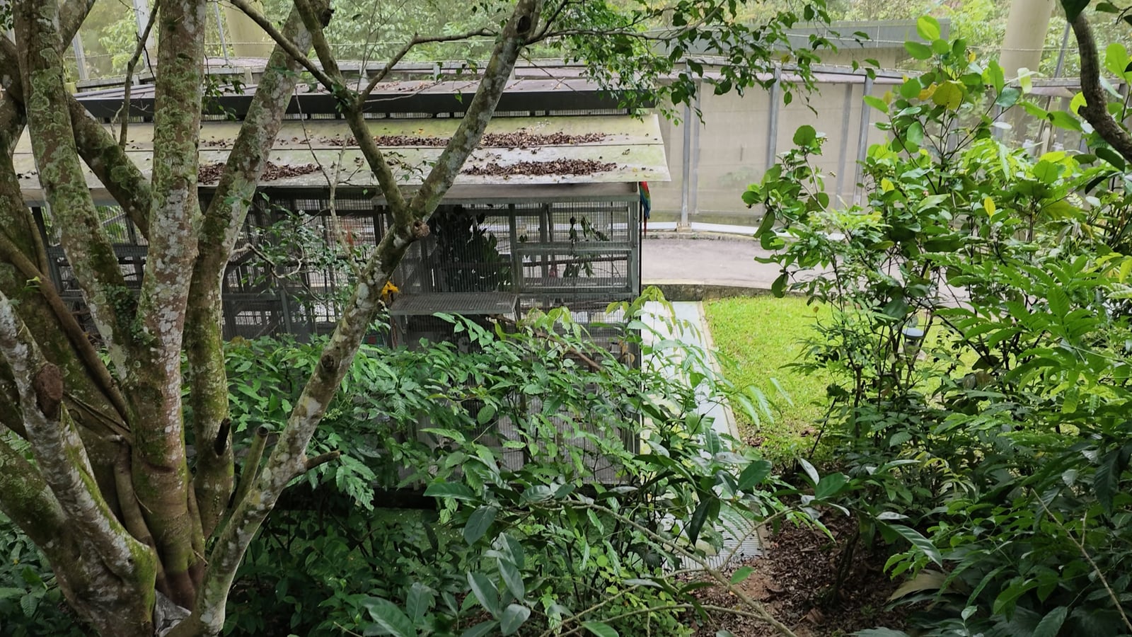 A separate enclosure among trees, with birds nearby
