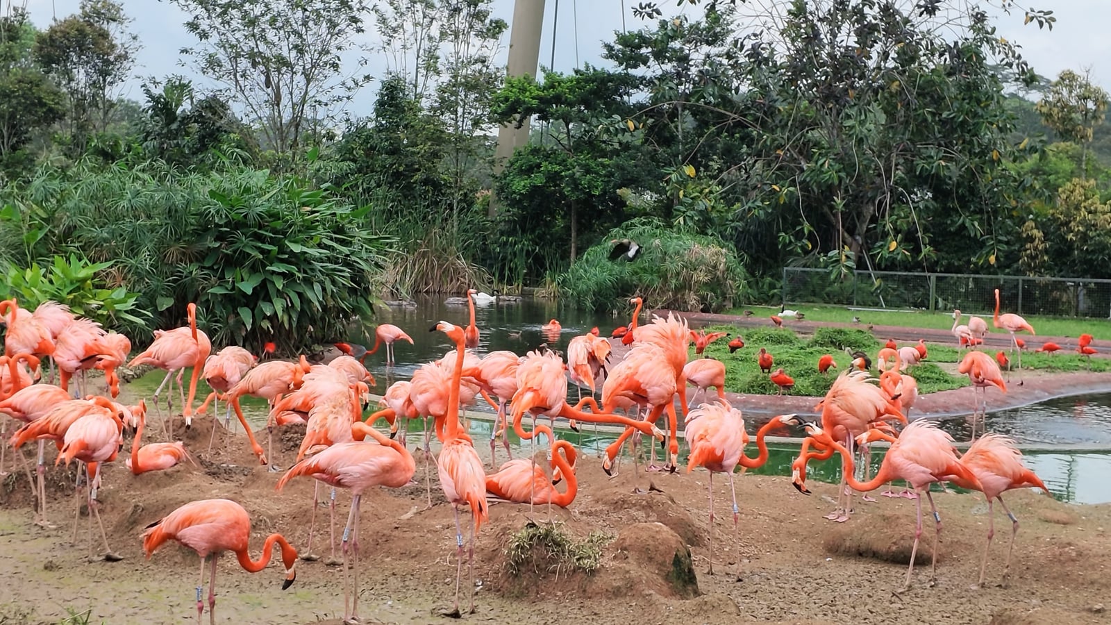 A flock of pink flamingos beside water and green planting