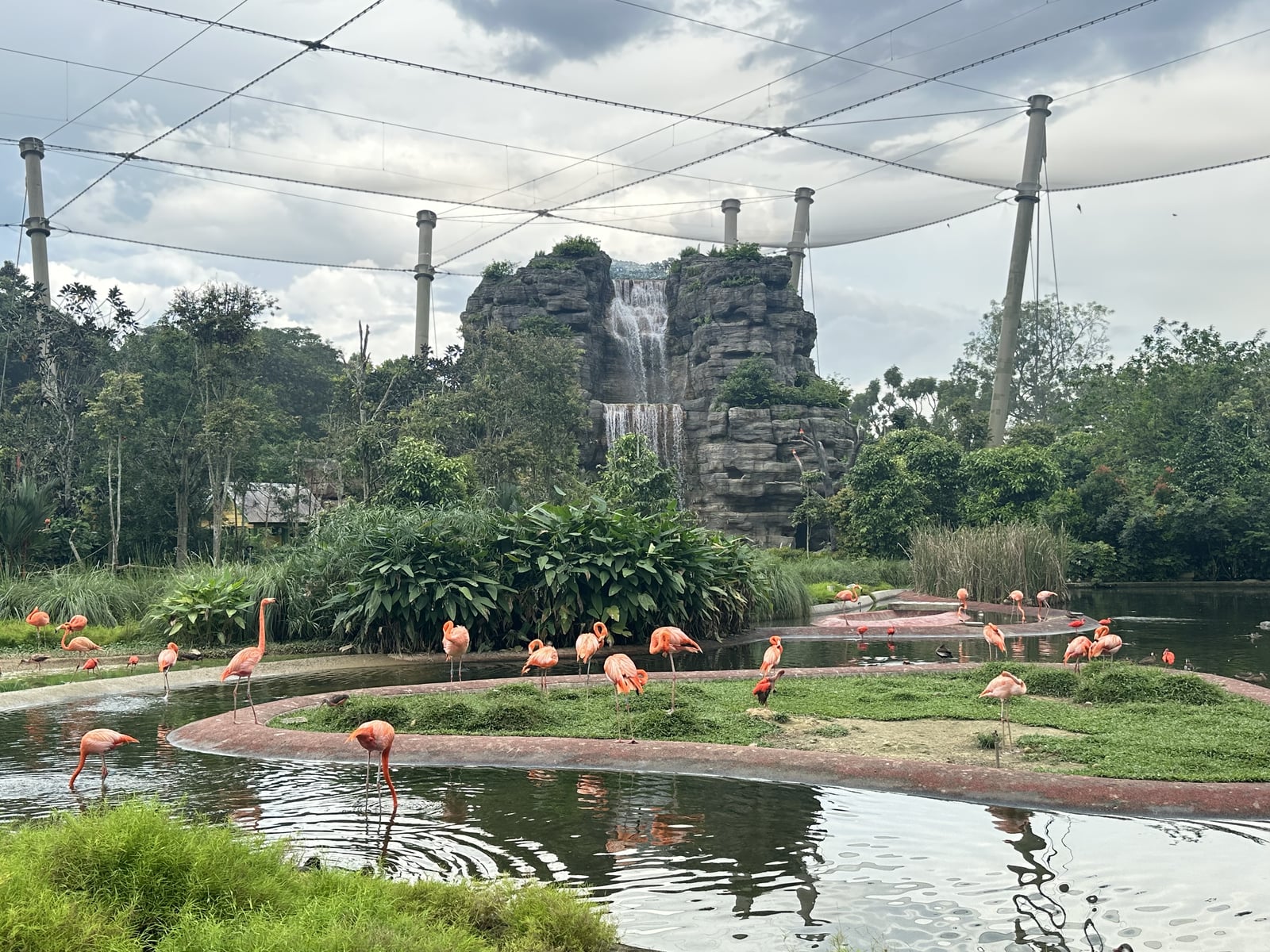 Flamingos beside pools in front of a tall waterfall and dense trees