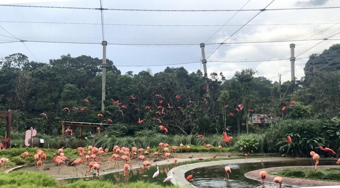 Red birds flying together over water, trees, and a group of flamingos