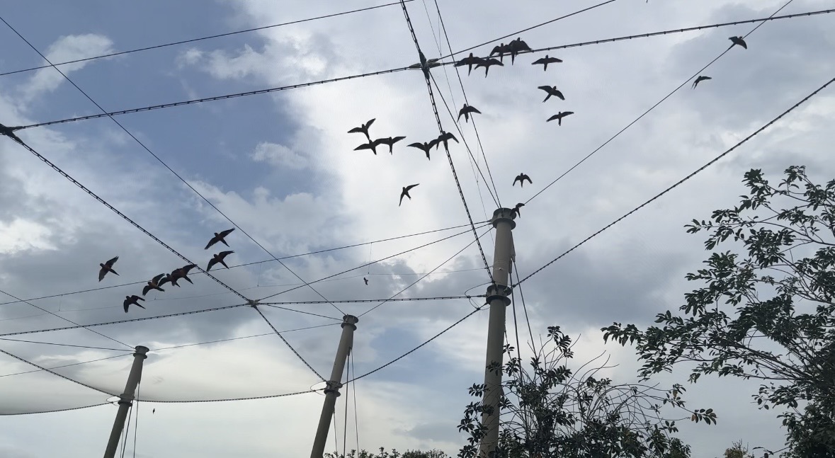 A flock of birds flying high overhead inside the aviary