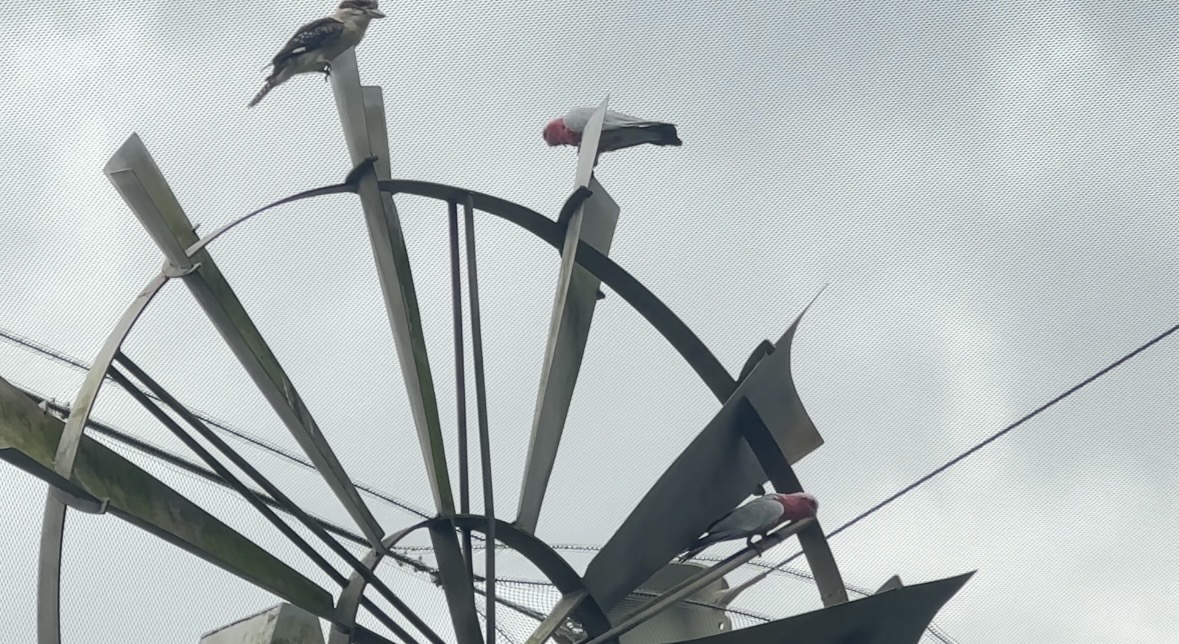 Pink galahs perched high on a metal structure inside the aviary