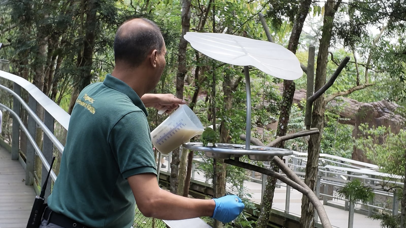 A keeper serving food at a feeding station among the trees
