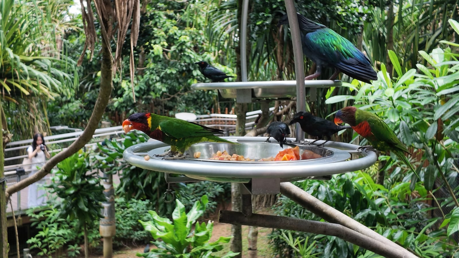 Birds at a feeding tray, with a visitor visible on the lower walkway to the left