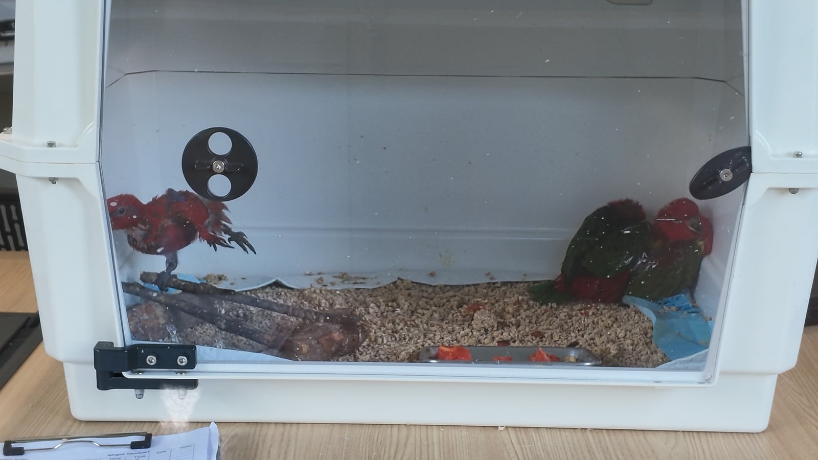 Young birds in a care enclosure with bedding and perches, including one stretching out a leg